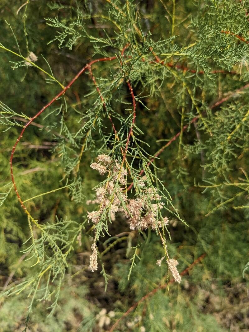 Tamarix ramosissima fruit