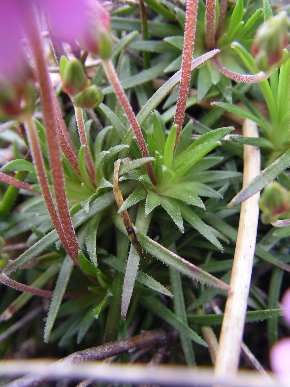 Androsace halleri leaf