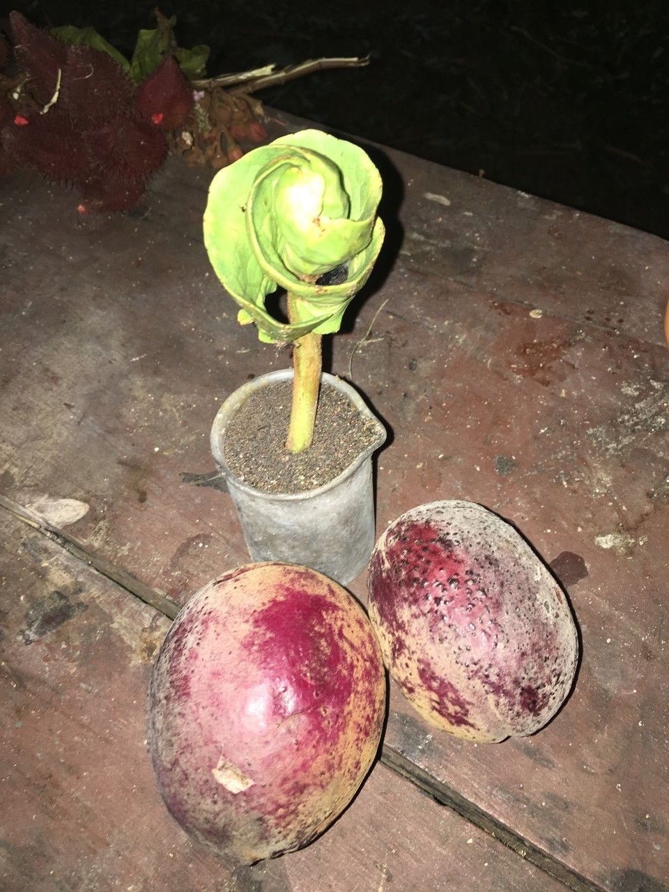 Terminalia kaernbachii other