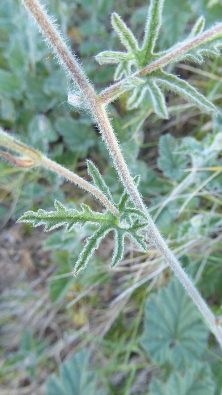 Convolvulus althaeoides — related species from the same genus