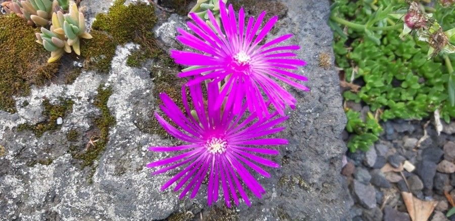 Delosperma robustum — houseplant care guide