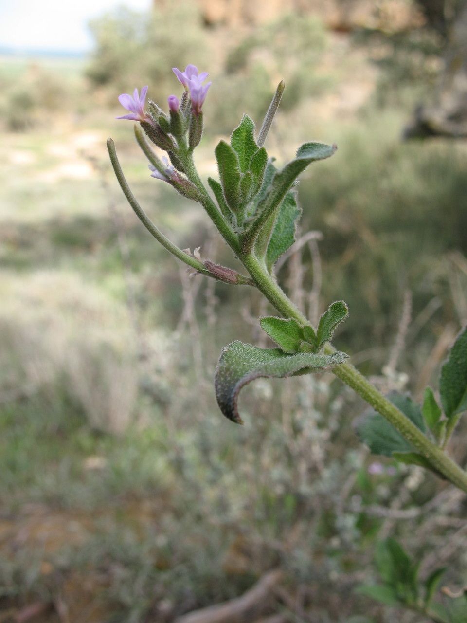 Malcolmia africana fruit