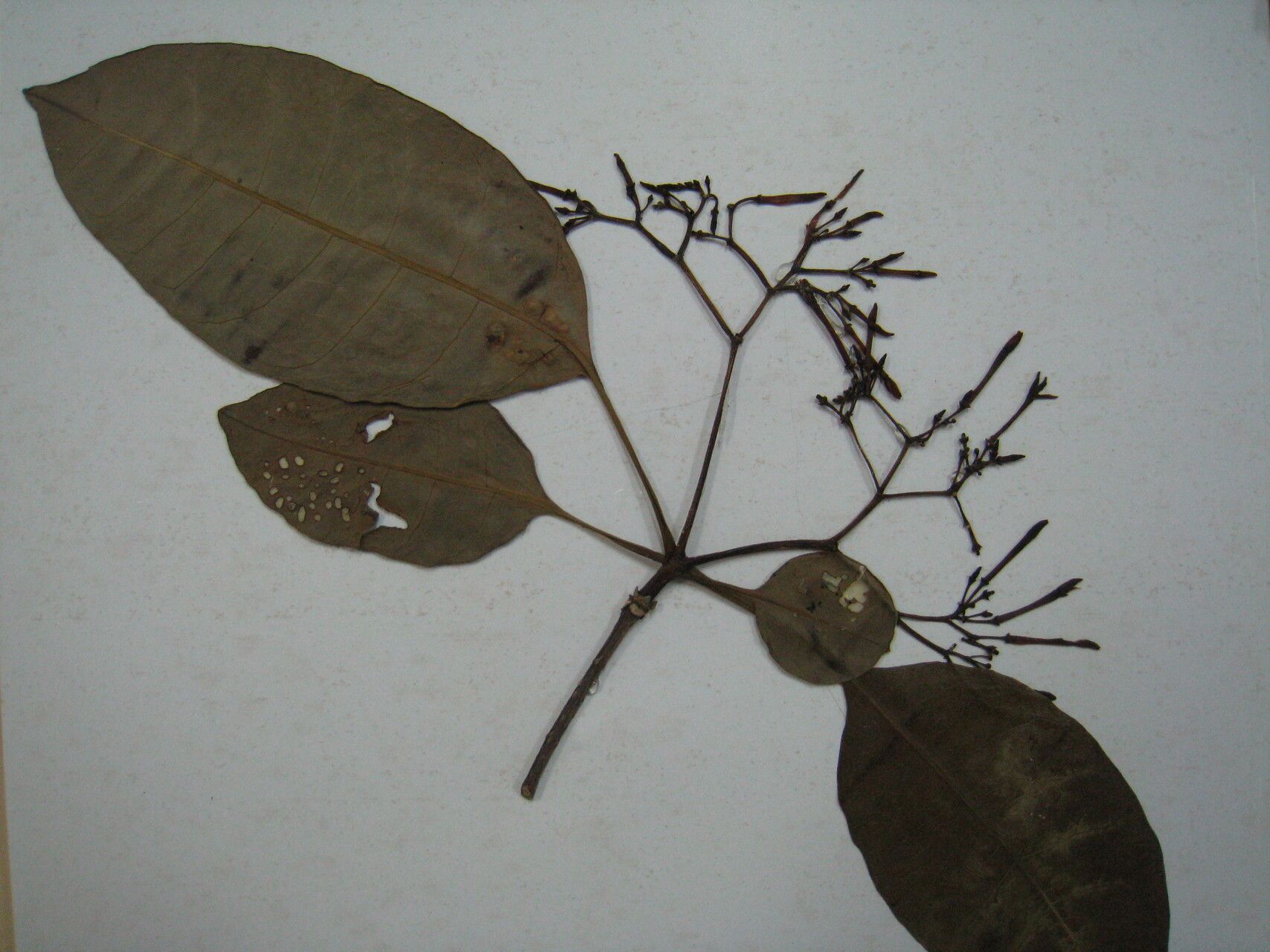 Rauvolfia paraensis — search result for 'Rauvolfia'