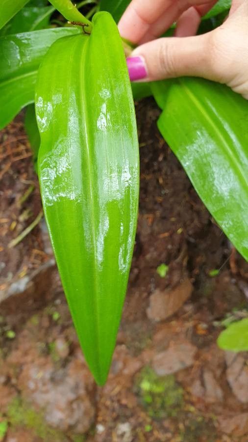 Dactylorhiza foliosa leaf
