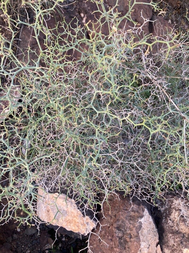 Launaea lanifera bark