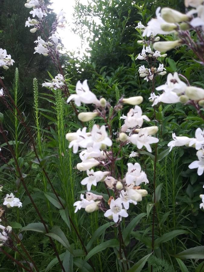 Penstemon albidus