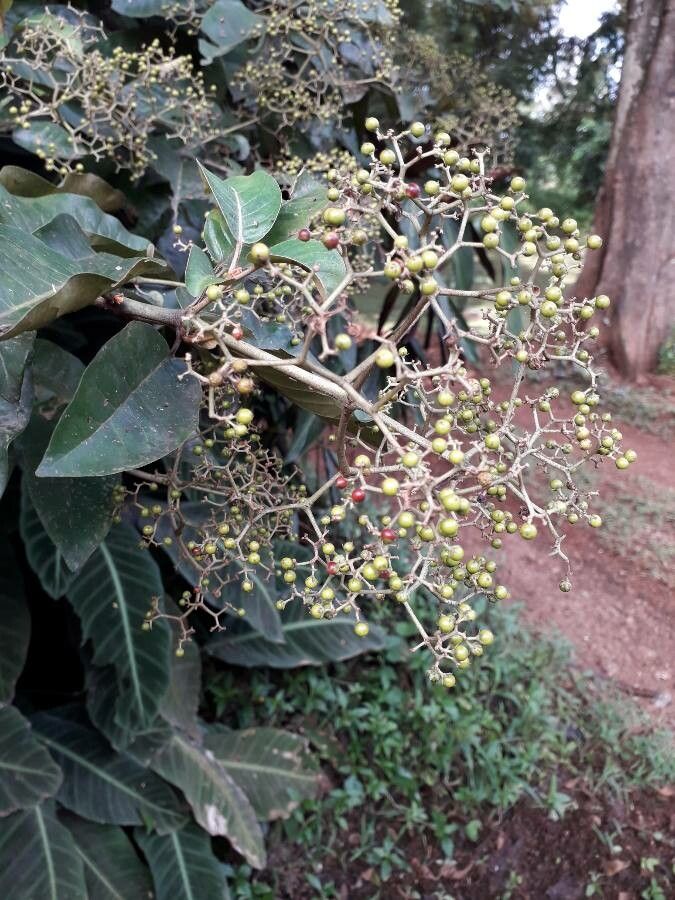 Harungana madagascariensis fruit