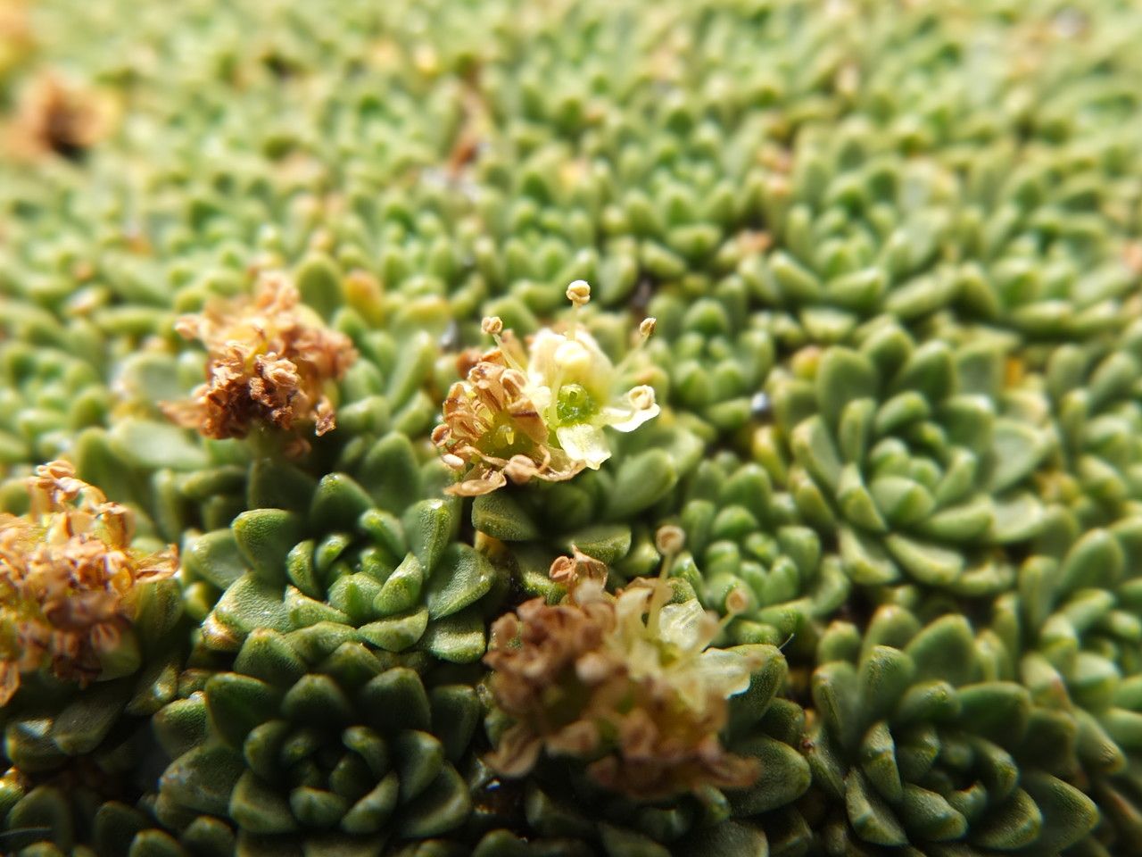 Azorella compacta flower