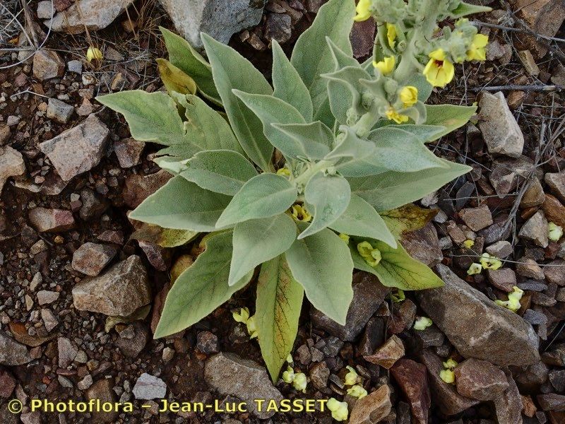 Verbascum charidemi — search result for 'Verbascum'