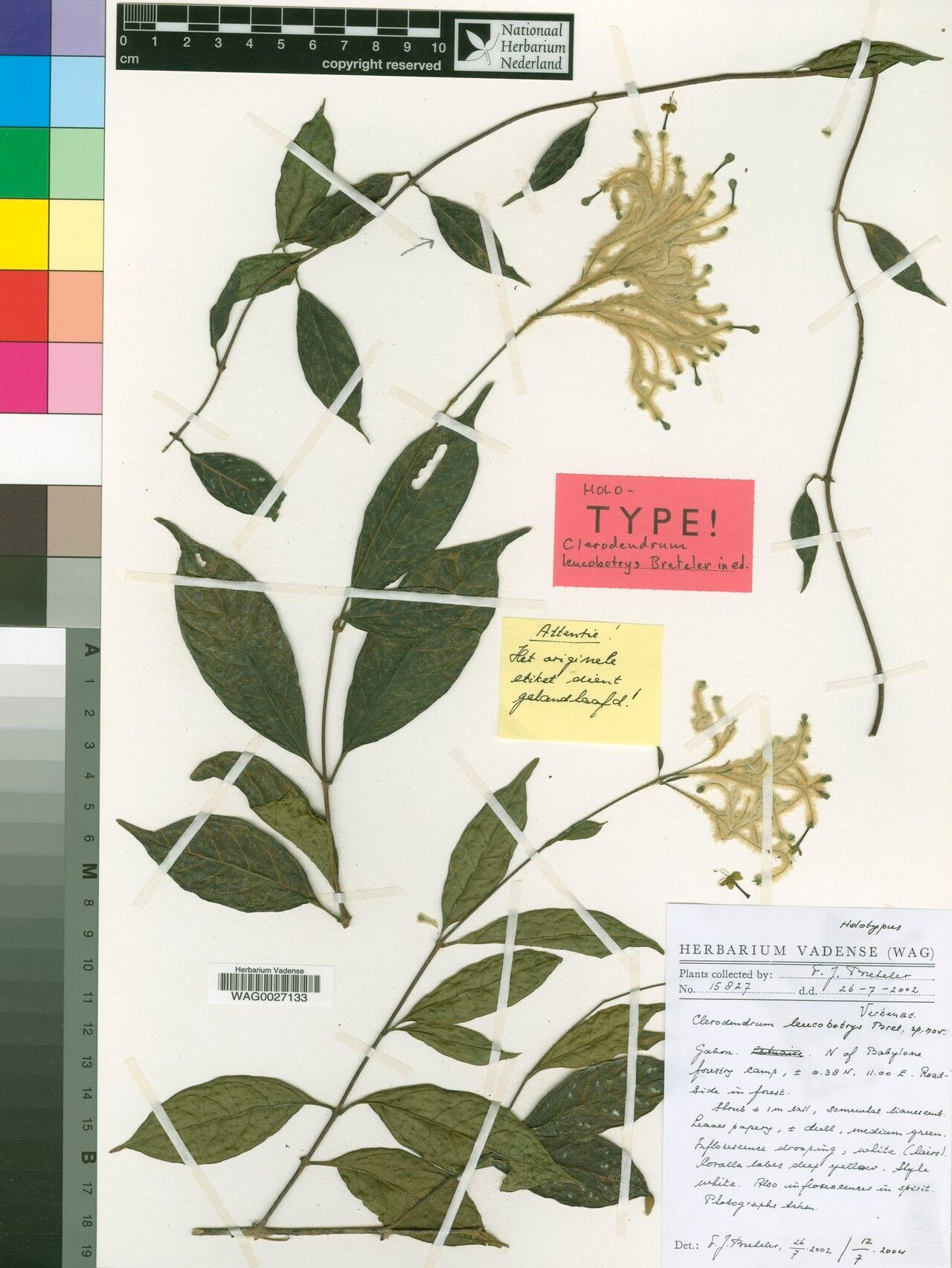 Clerodendrum leucobotrys — houseplant care guide