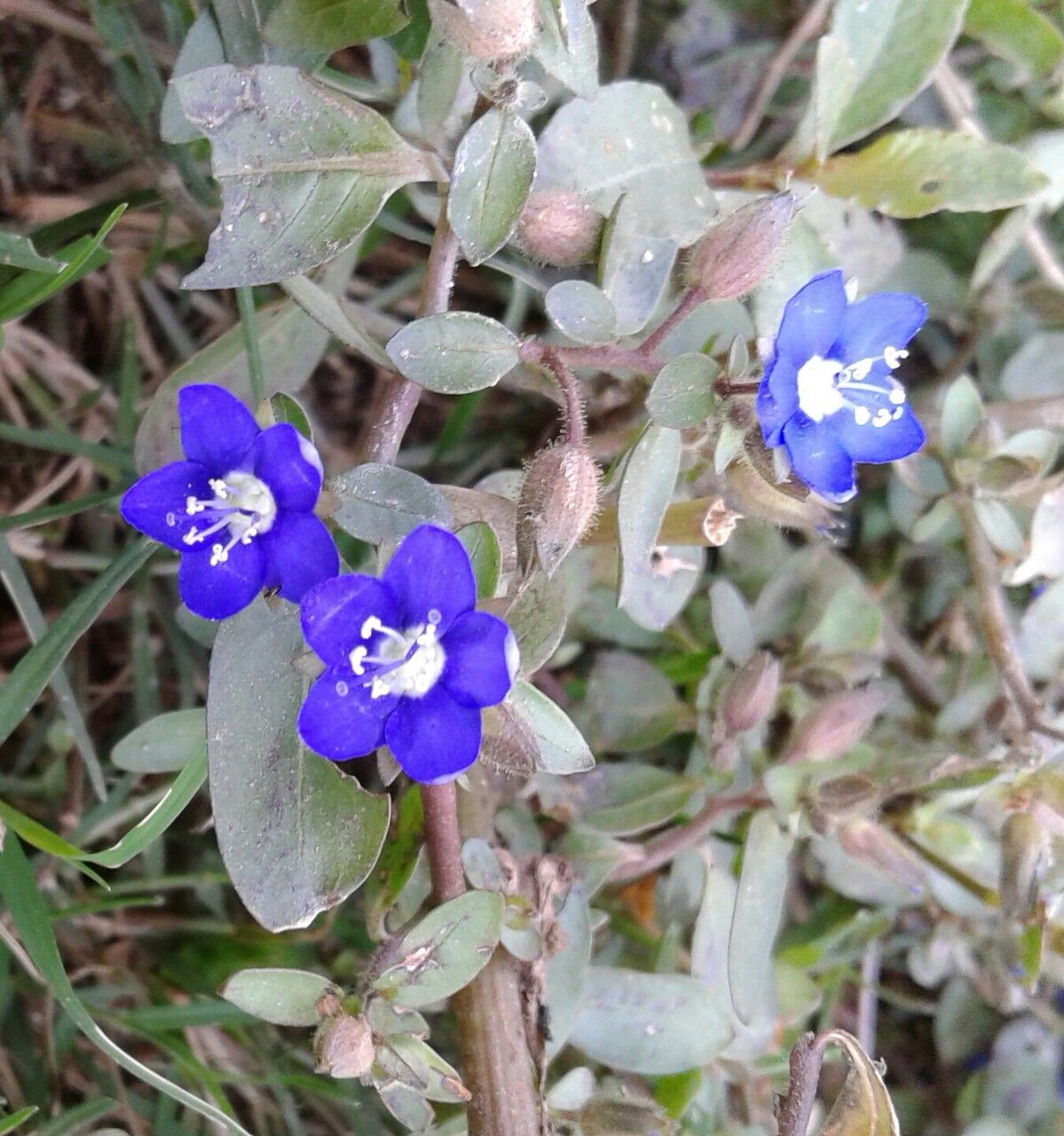 Hydrolea zeylanica habit