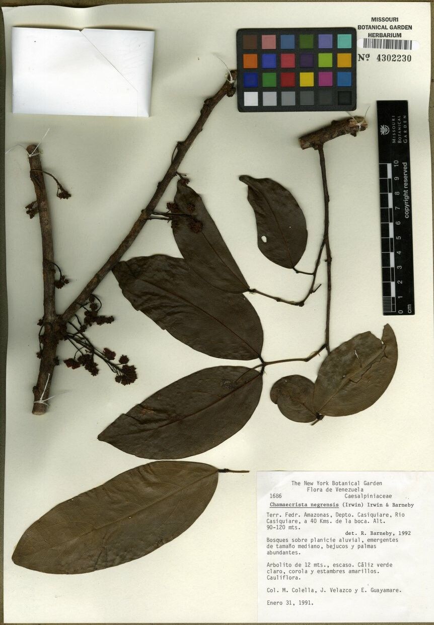 Chamaecrista negrensis — houseplant care guide