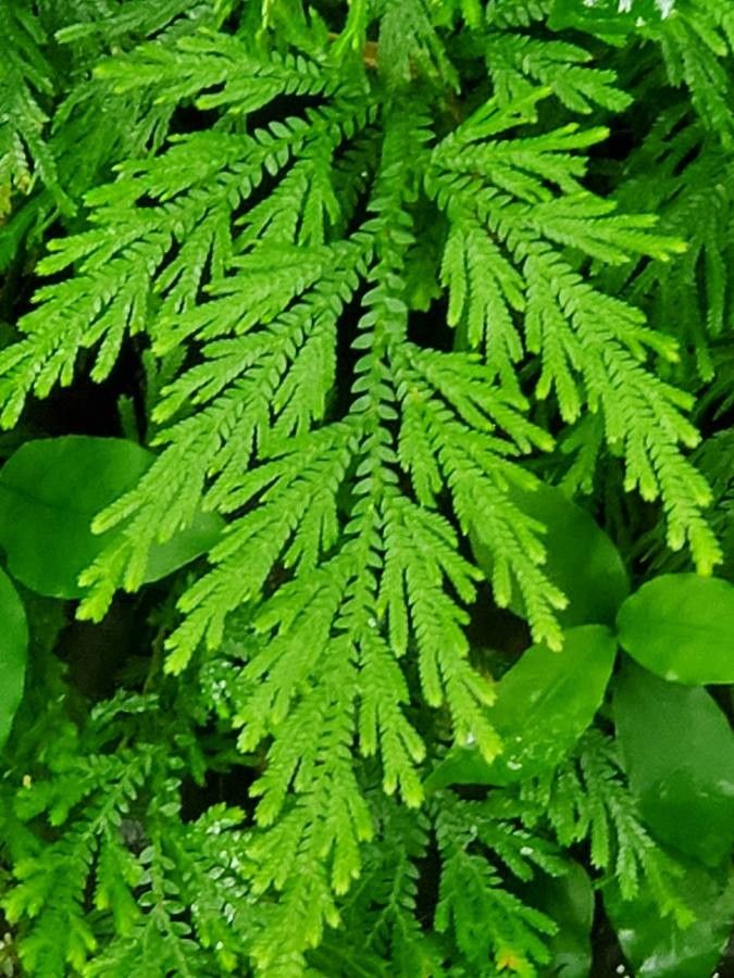 Selaginella delicatula — search result for 'Selaginella'