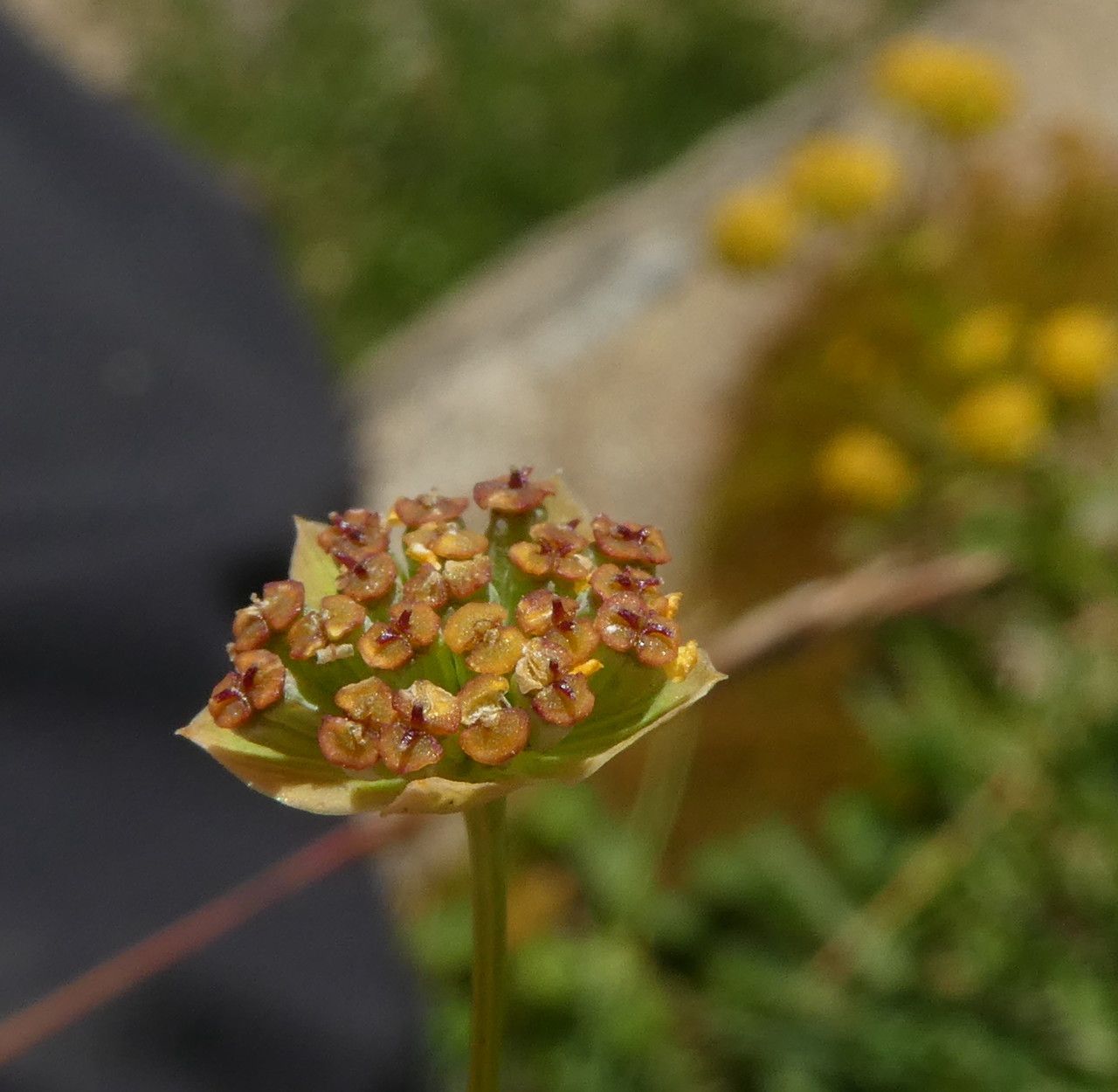 Bupleurum ranunculoides fruit