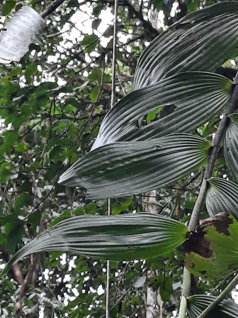 Elleanthus capitatus — related species from the same genus