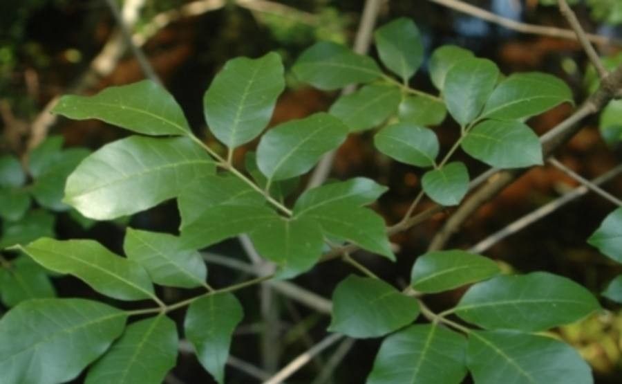 Fraxinus caroliniana leaf
