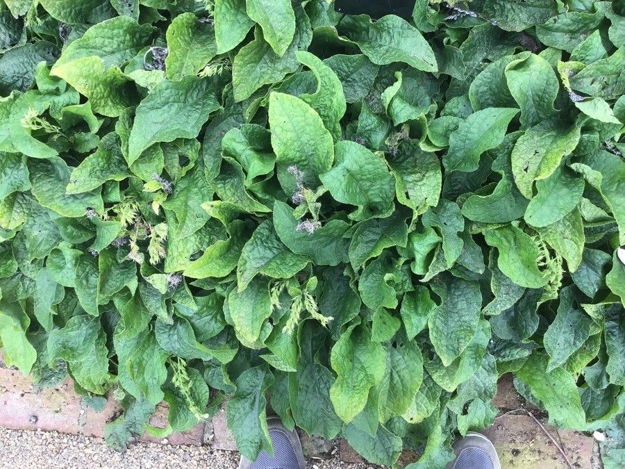 Symphytum ibiricum — search result for 'Symphytum'