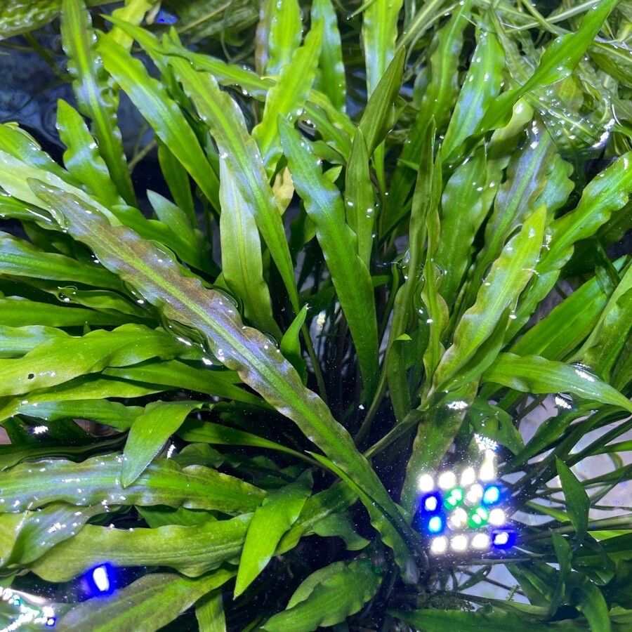 Cryptocoryne spiralis leaf