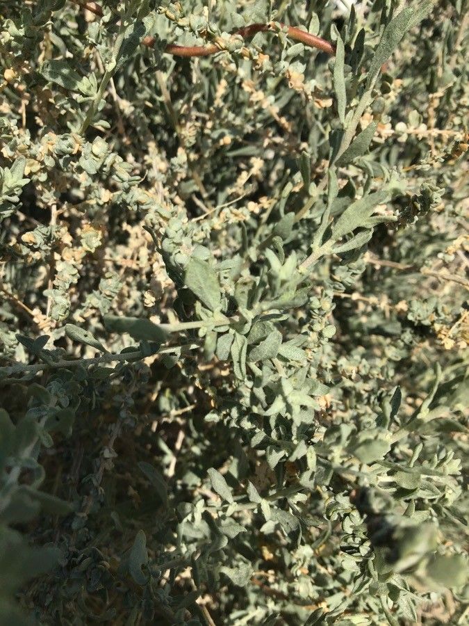 Atriplex polycarpa — search result for 'Atriplex'