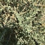 Atriplex polycarpa