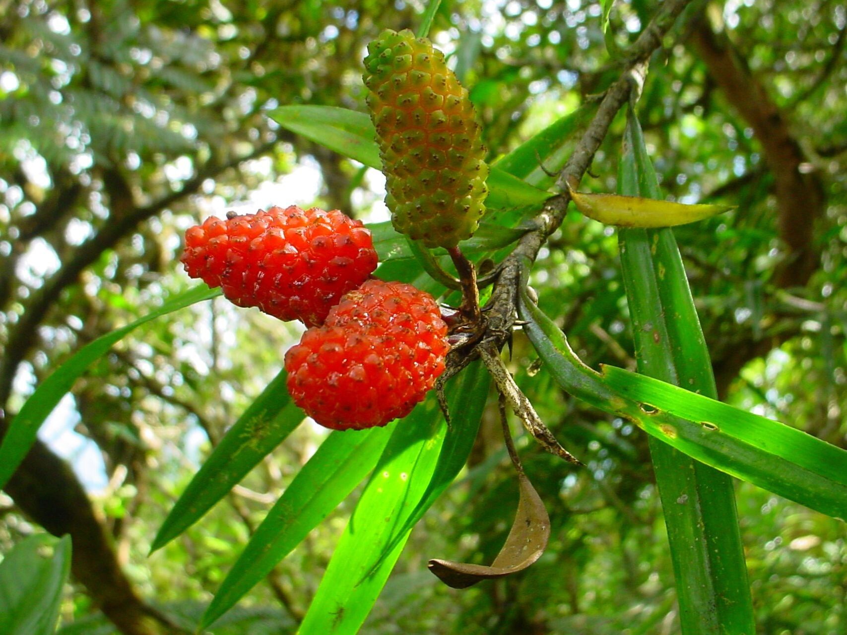 Freycinetia schlechteri fruit