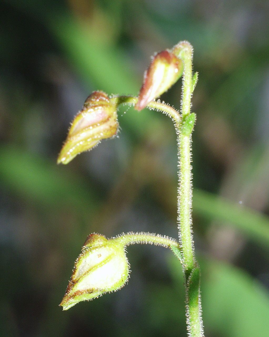 Fumana scoparia flower