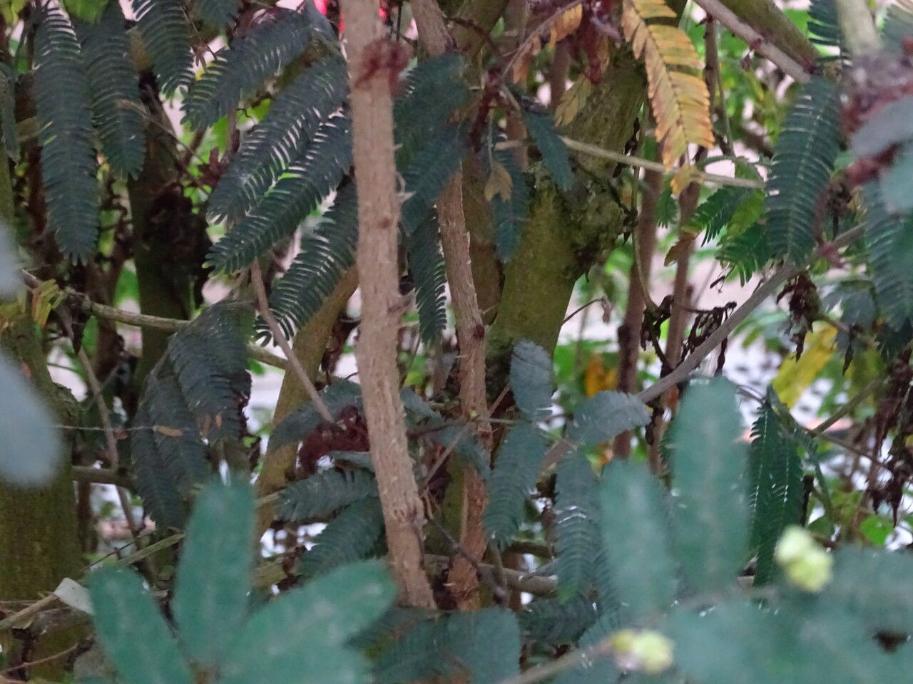 Calliandra tweedii bark