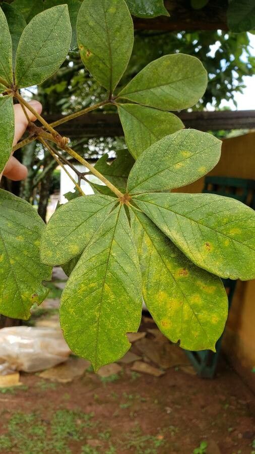 Vitex polygama — houseplant care guide