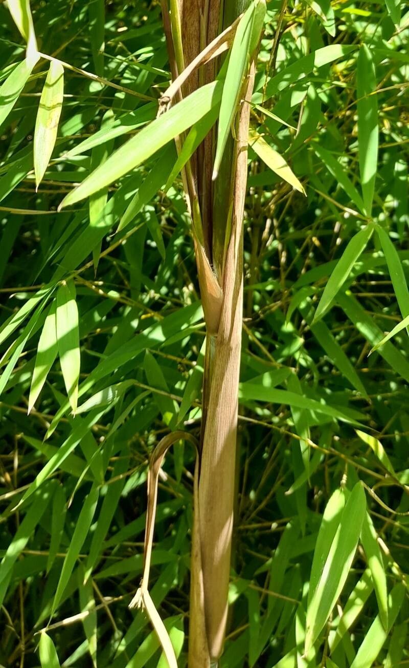 Borinda ferax bark