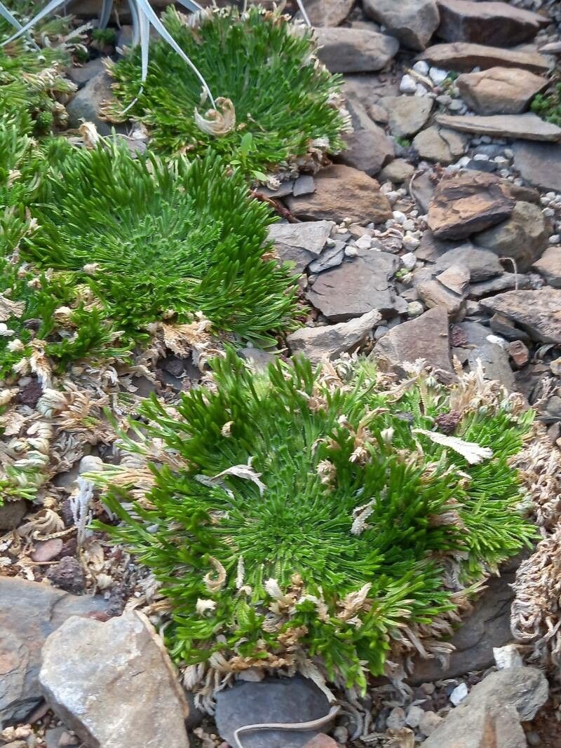 Selaginella pilifera habit