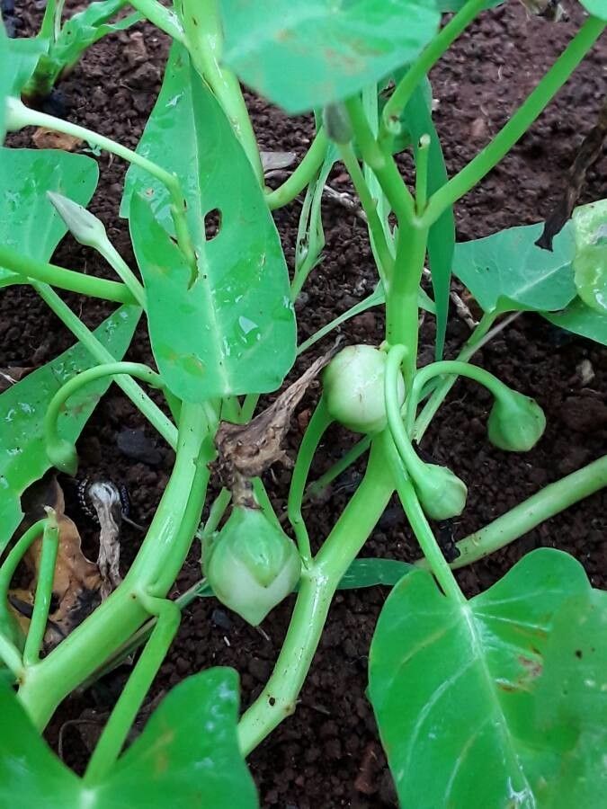 Ipomoea aquatica fruit