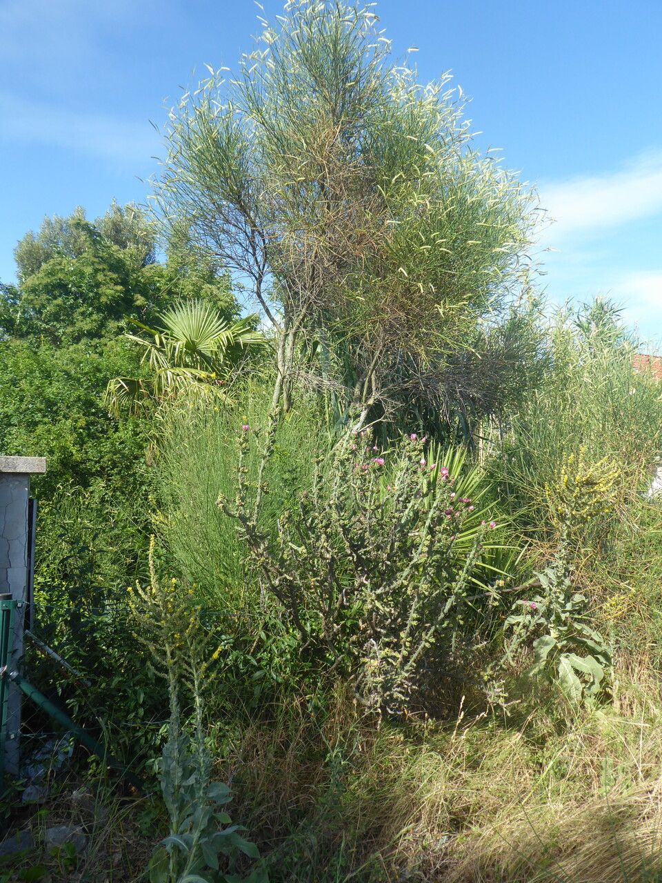 Cylindropuntia kleiniae habit
