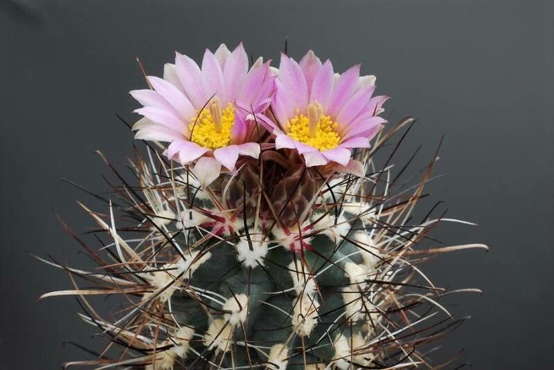 Sclerocactus glaucus habit