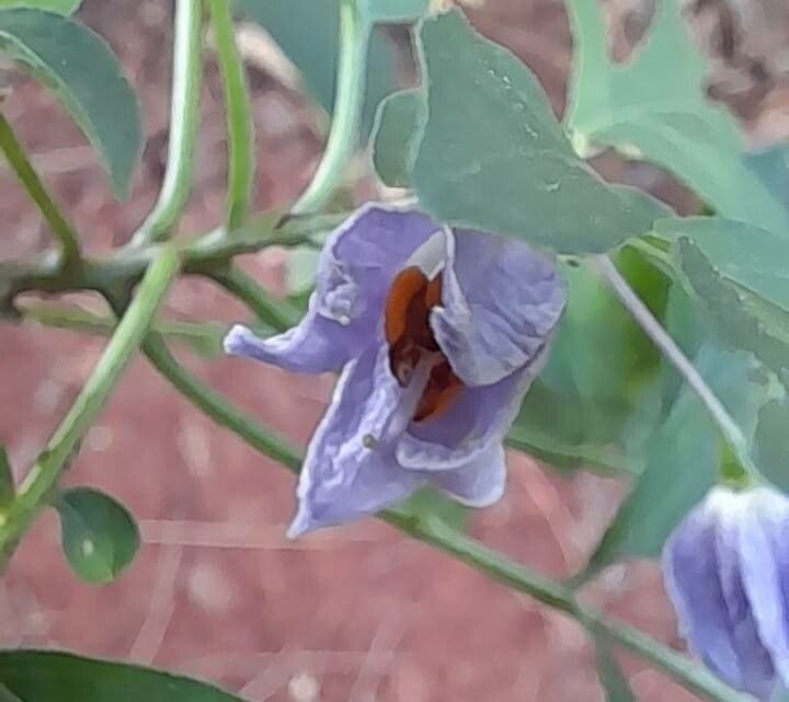 Solanum seaforthianum flower