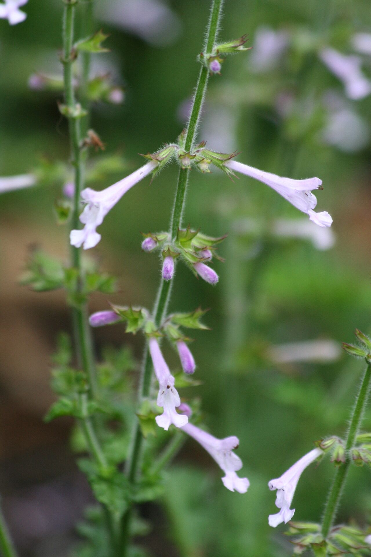 Salvia scabra — search result for 'France'