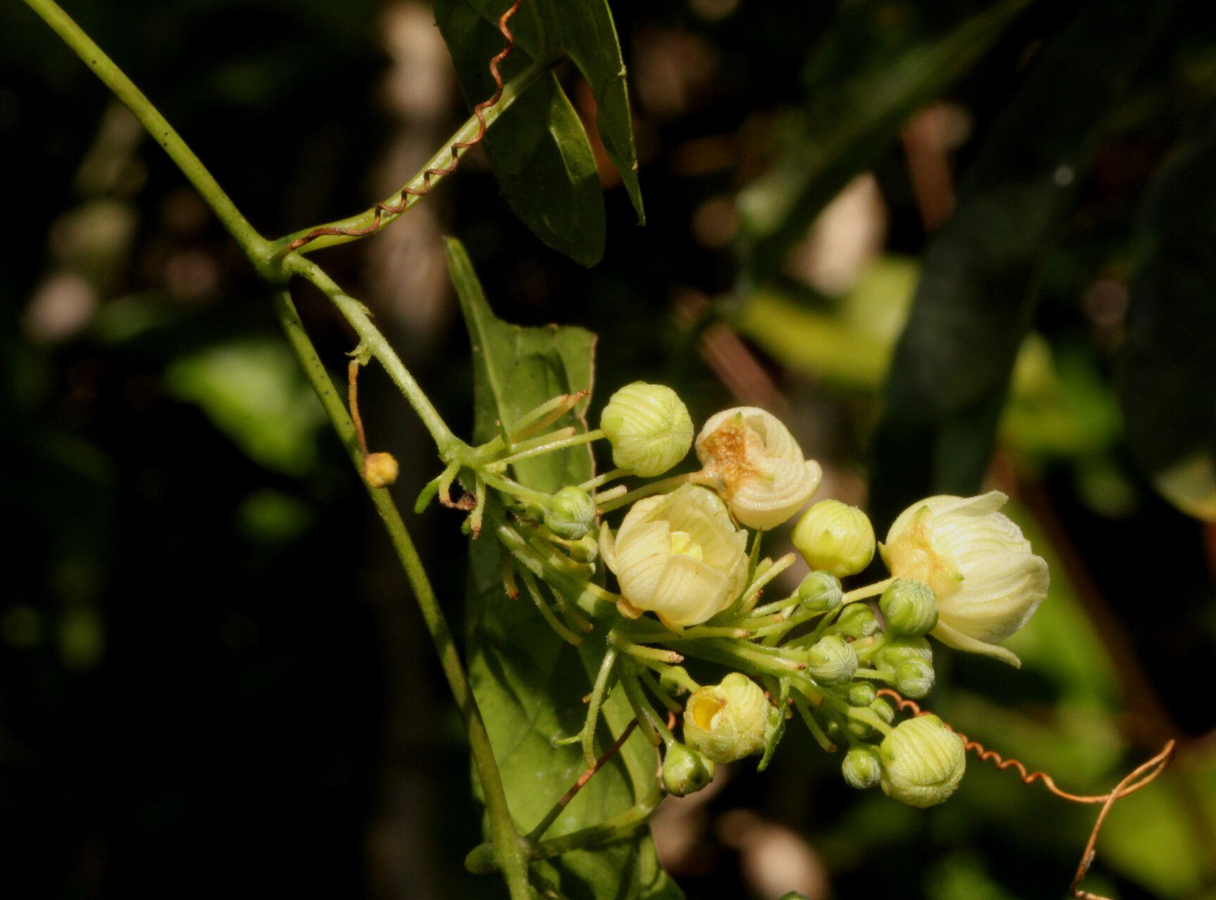 Momordica parvifolia flower