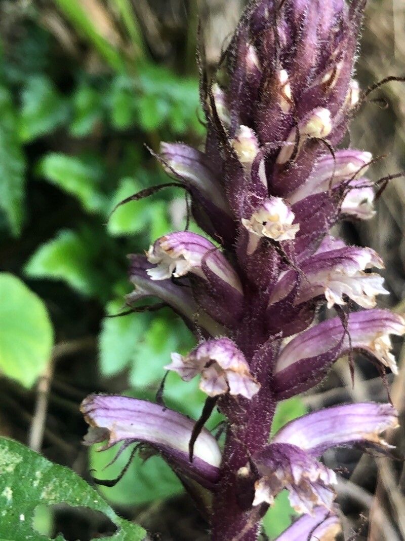Orobanche hederae flower