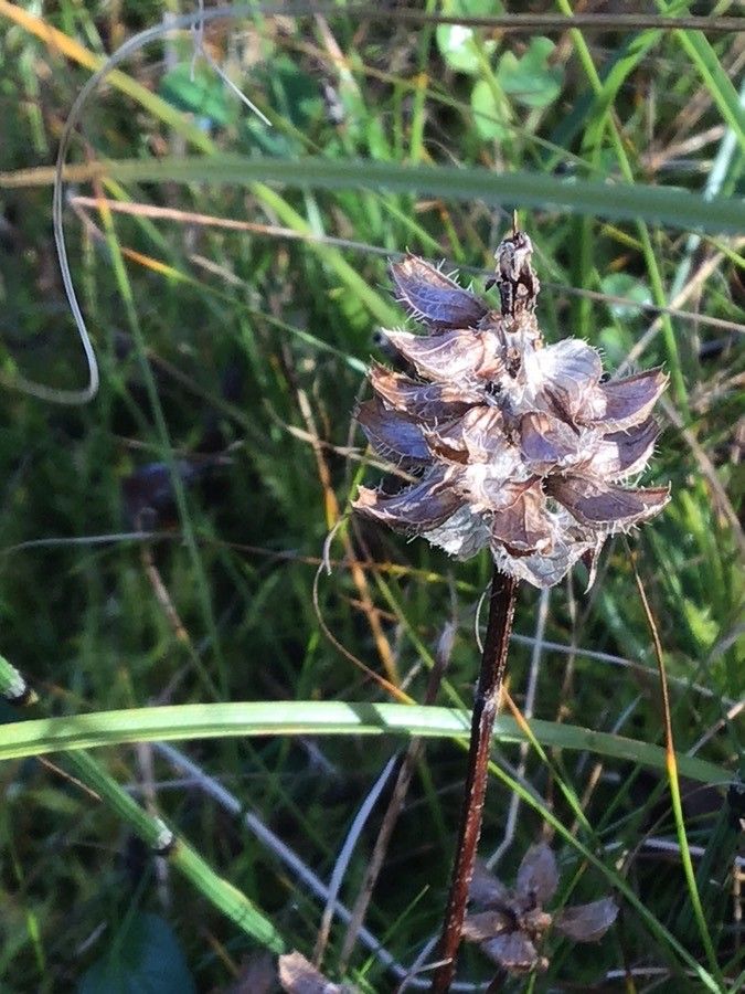 Carex echinata fruit