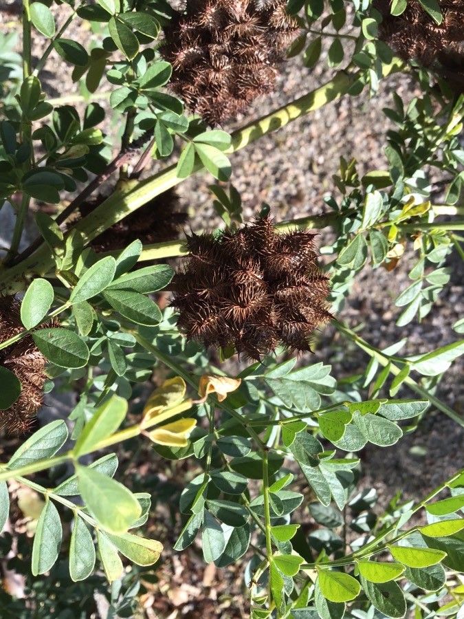 Glycyrrhiza echinata fruit