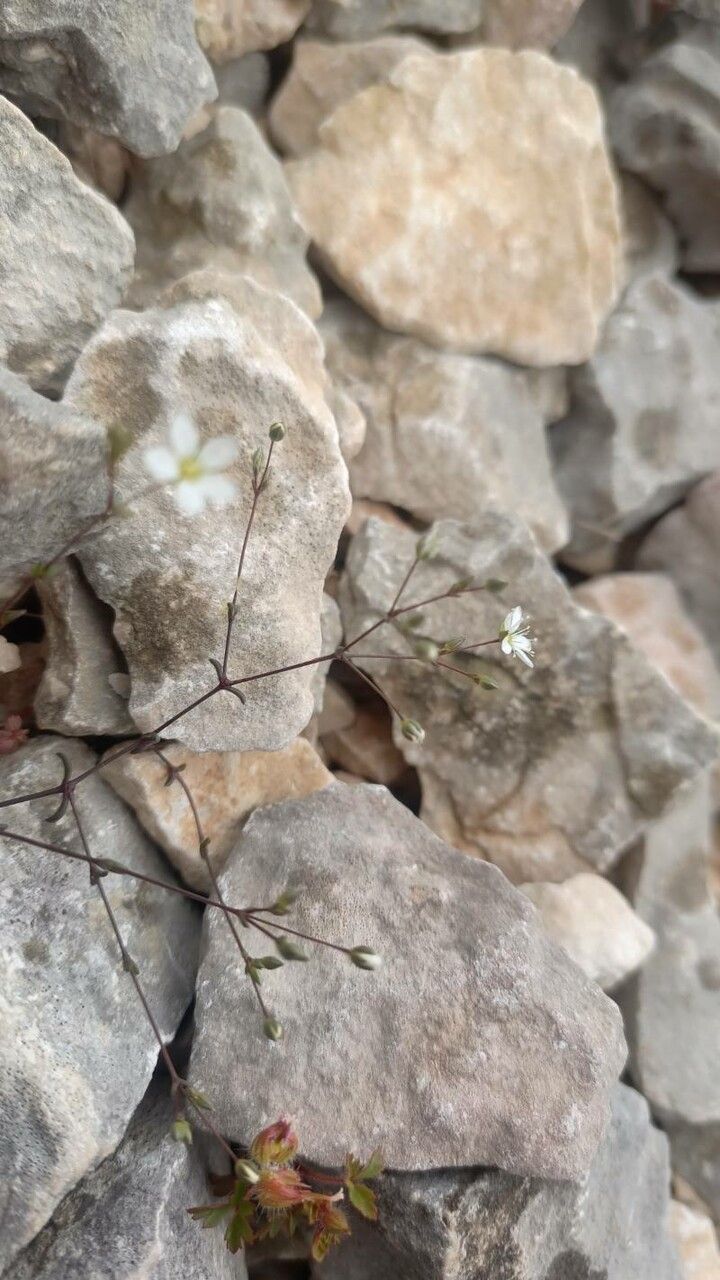 Arenaria provincialis habit