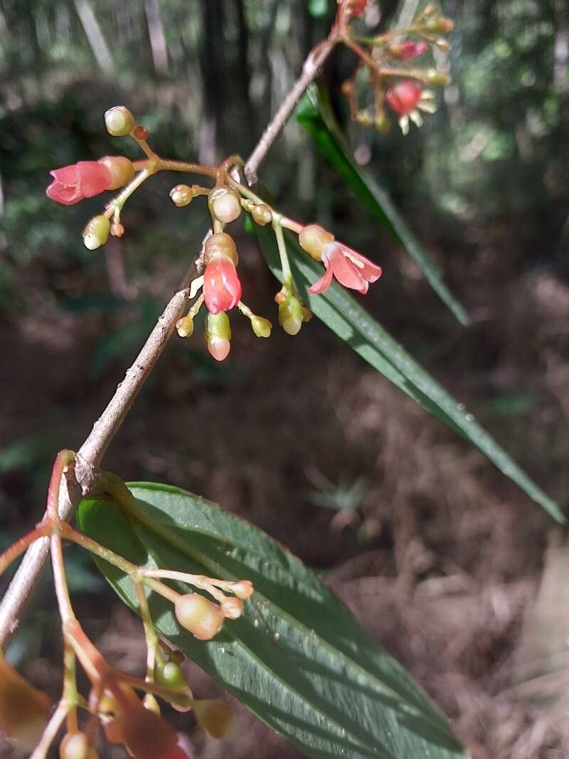 Medinilla angustifolia flower