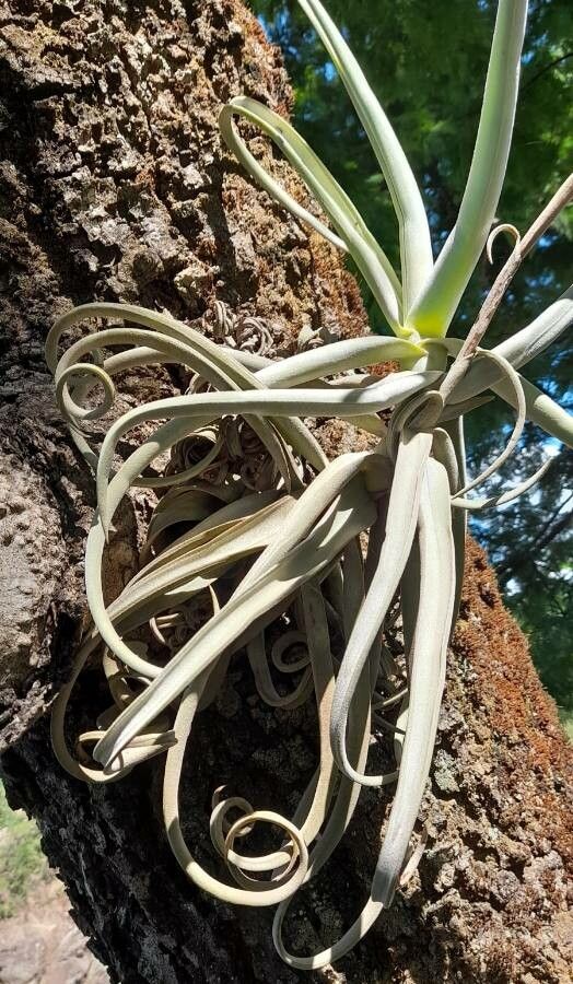 Tillandsia duratii leaf