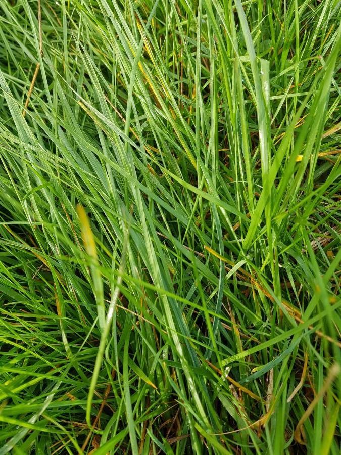 Carex lachenalii leaf