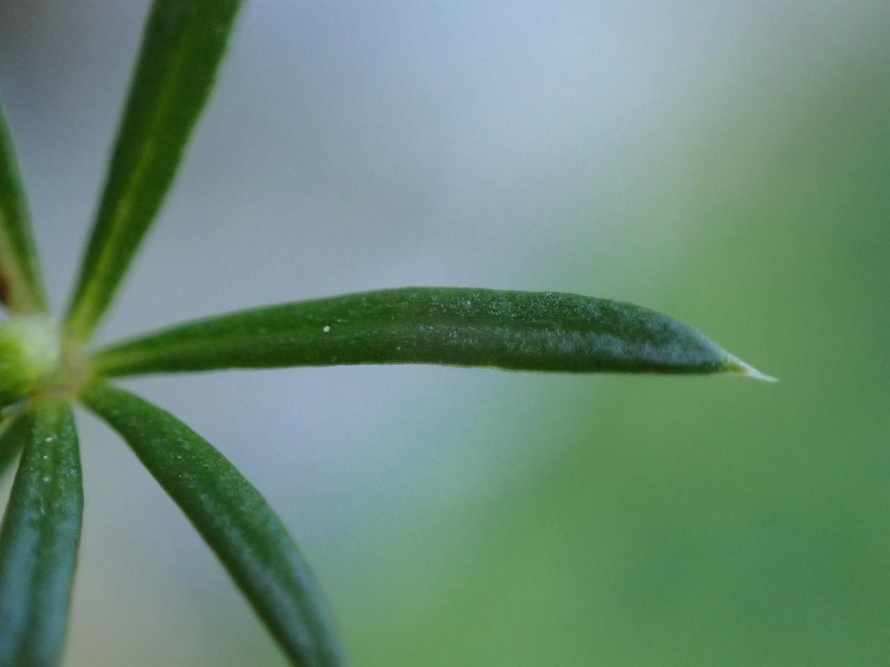 Galium pusillum leaf