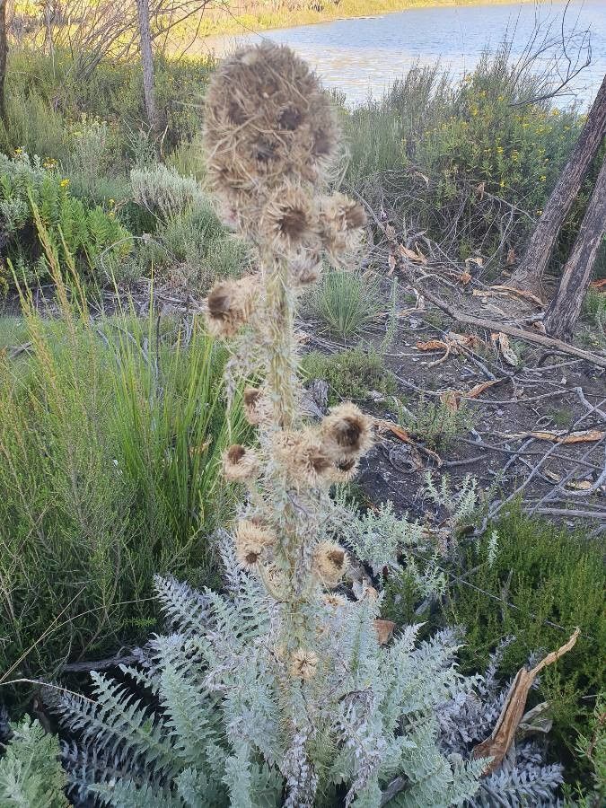 Carduus millefolius fruit