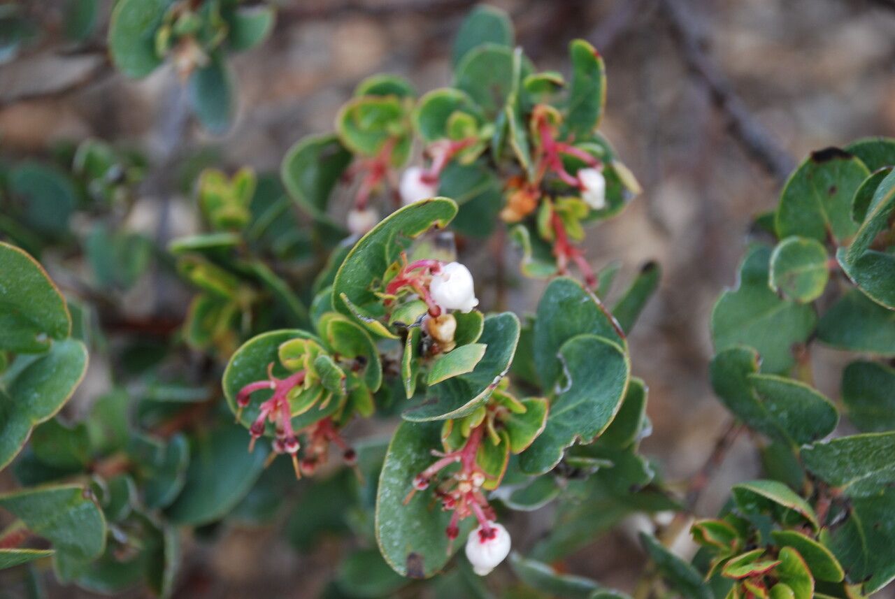 Arctostaphylos glauca flower