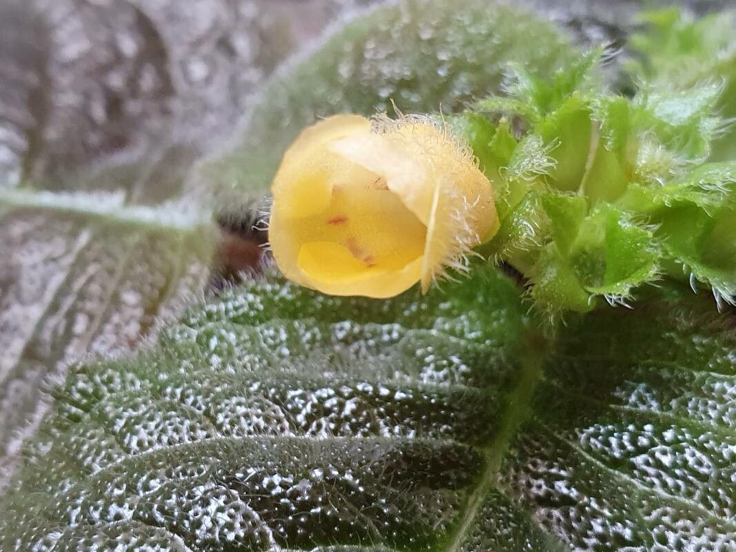 Episcia xantha — search result for 'Episcia'