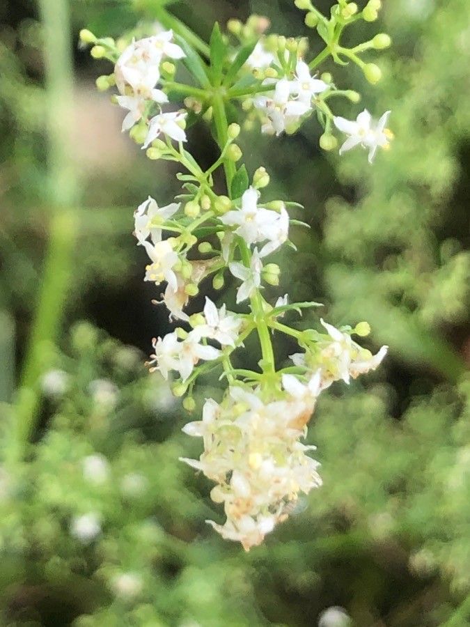 Galium lucidum flower