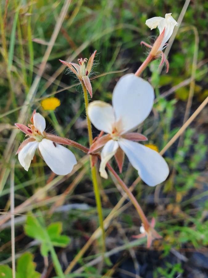 Pelargonium multibracteatum flower