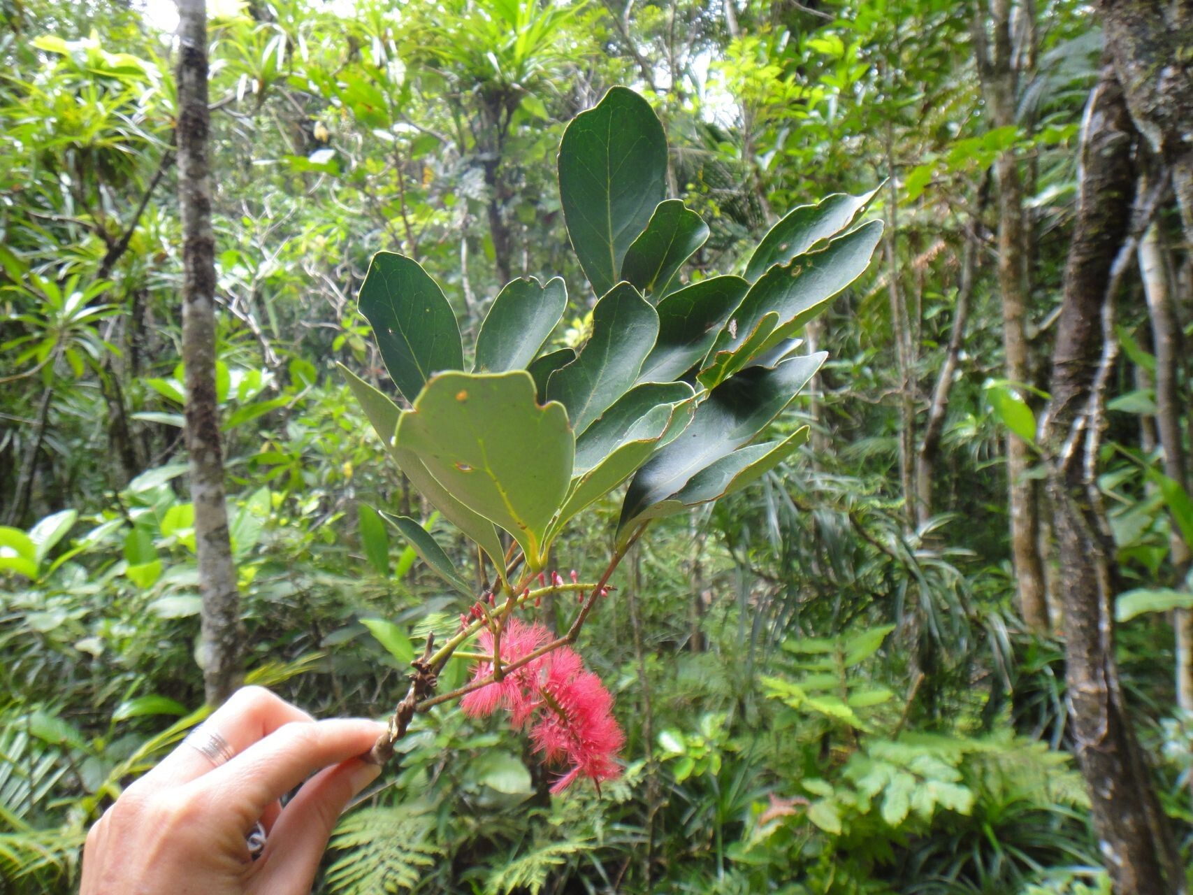 Archidendropsis fulgens habit